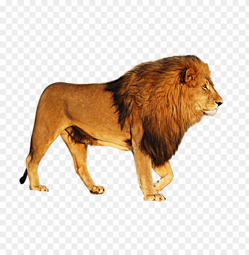 Download lion png images background | TOPpng