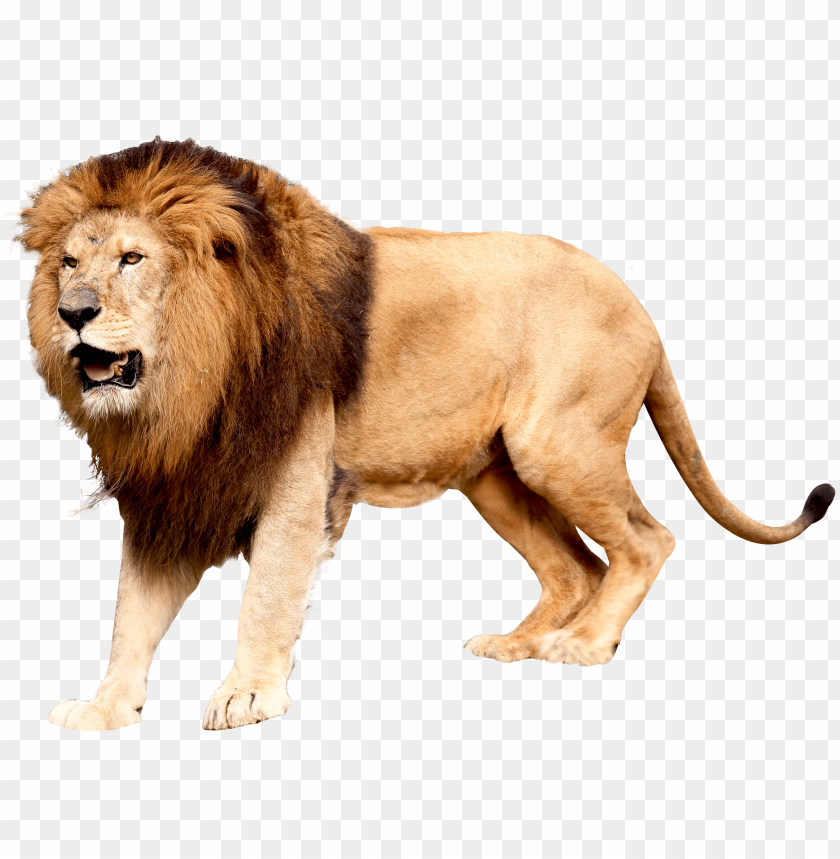 
animals
, 
lion

