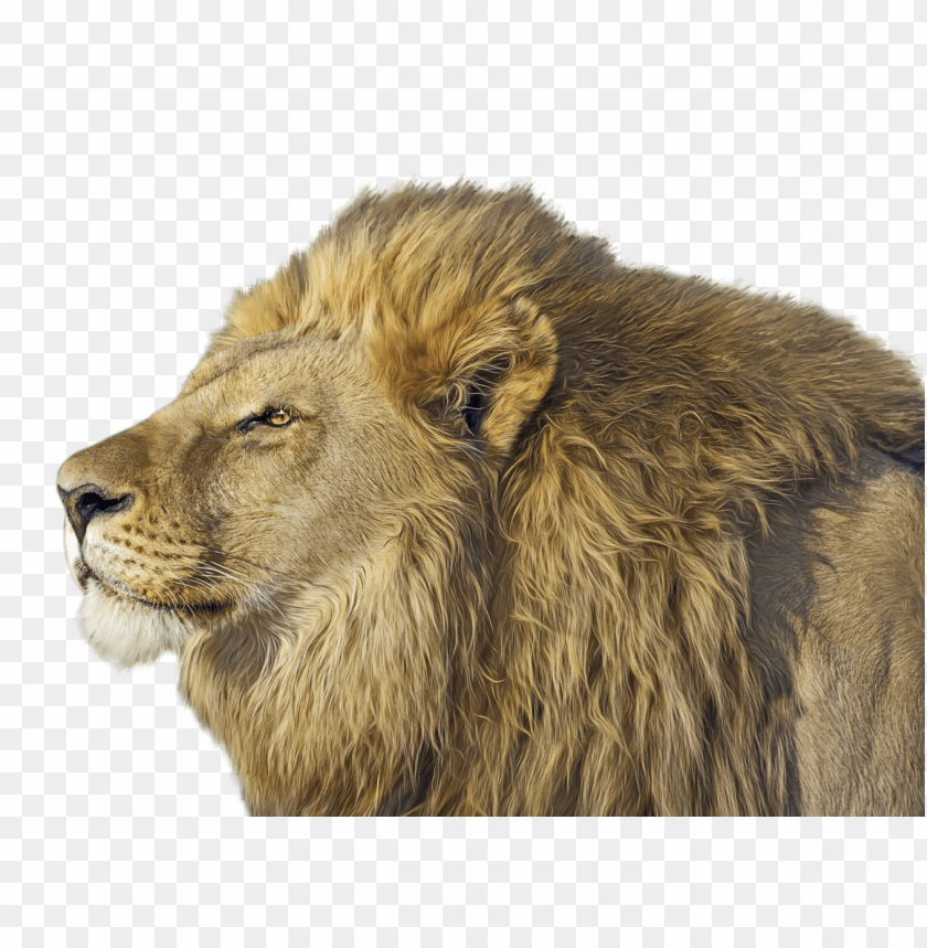 
lion
, 
animal wild
