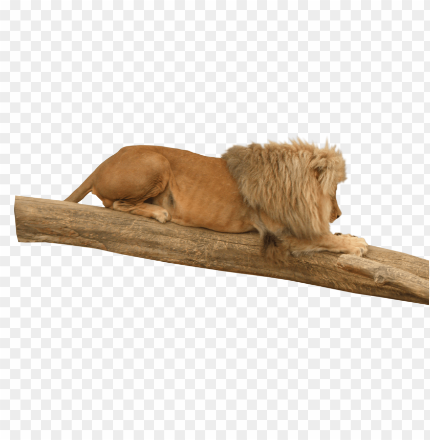 lion animal png images background - Image ID 10362