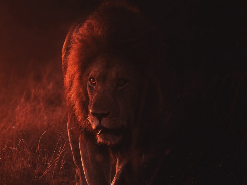 lion, big cat, predator, king of beasts, wildlife