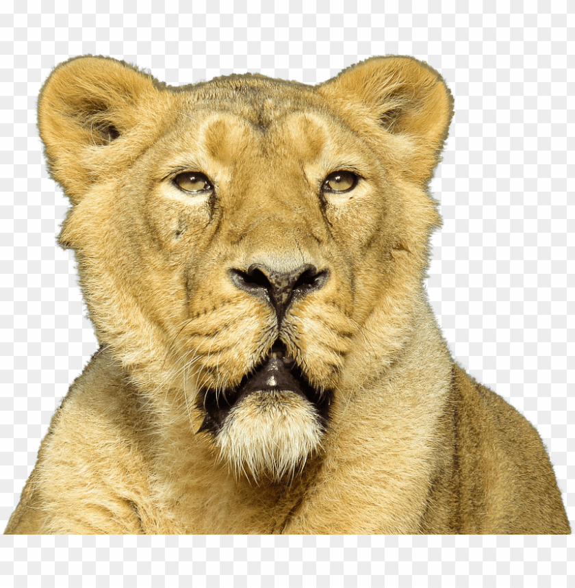 animals, lions, lion close up, 