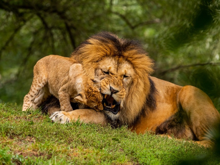 lion, cub, playful, predator, wildlife