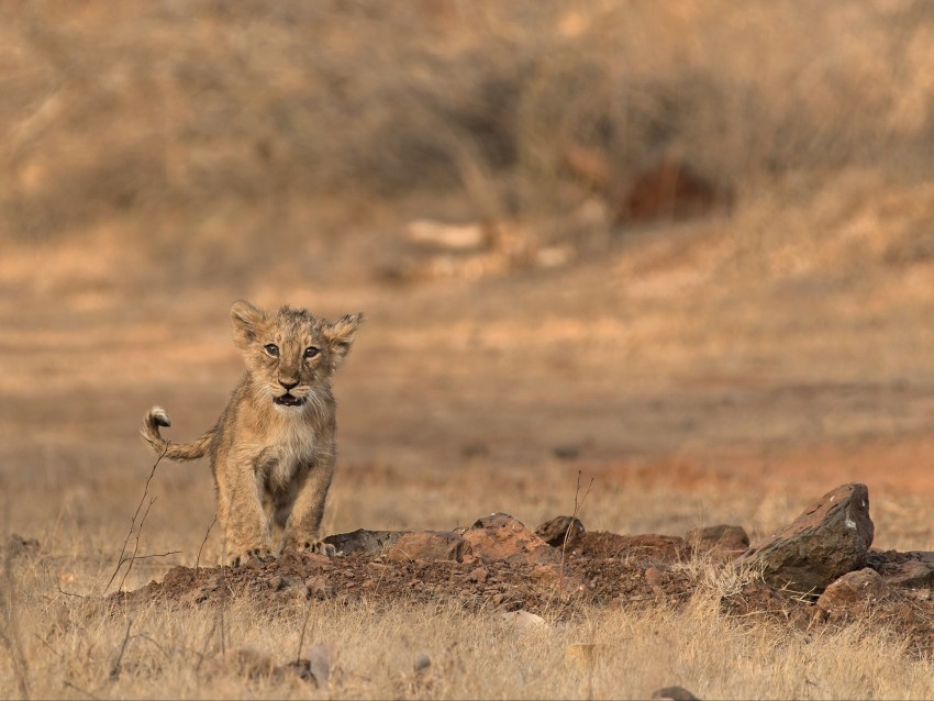 lion, cub, wildlife, savanna