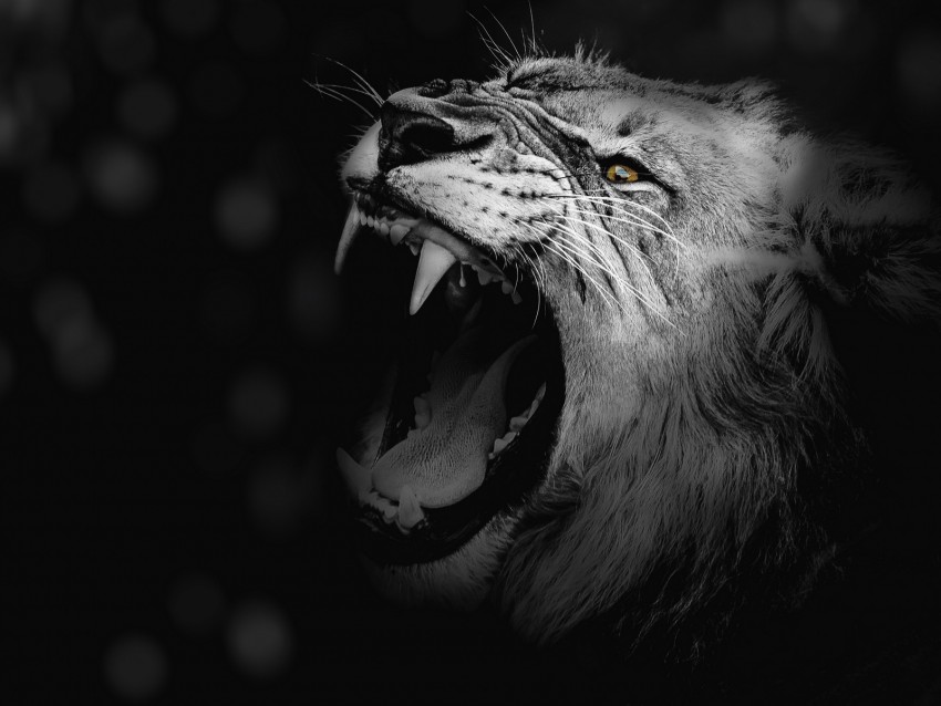 lion, grin, bw, canines, predator, king of beasts