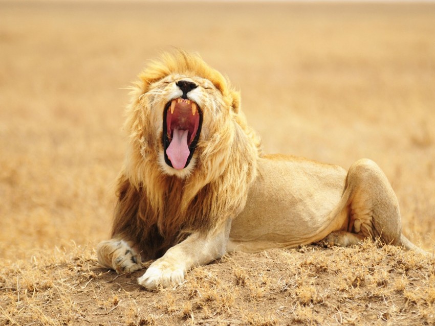 lion, grin, predator, king of beasts, big cat, wildlife