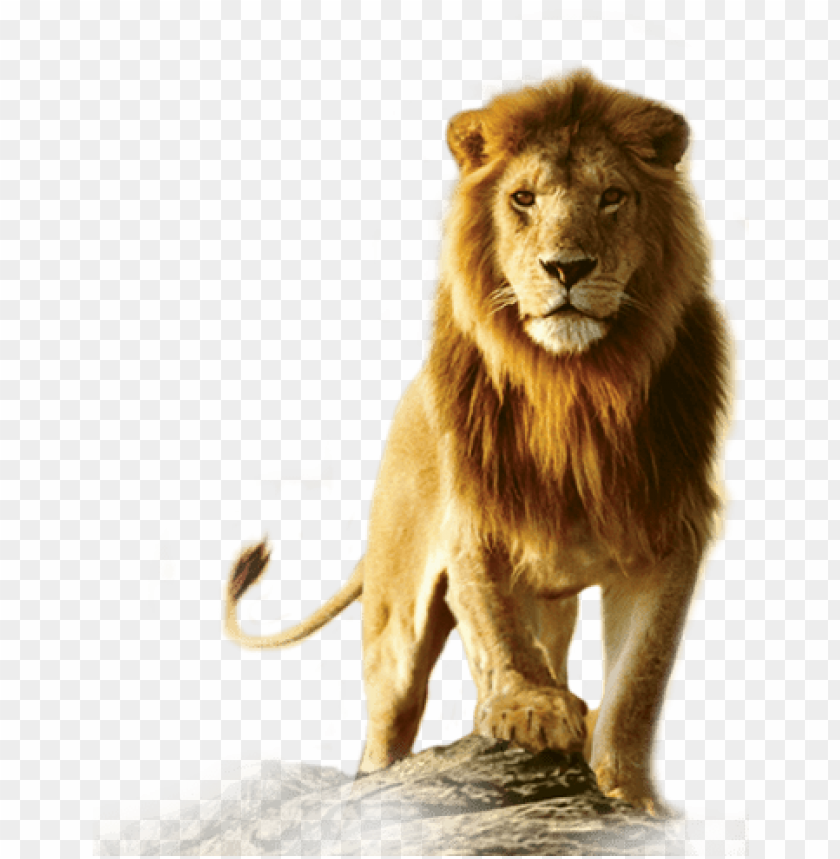 lion - lion png hd PNG image with transparent background | TOPpng