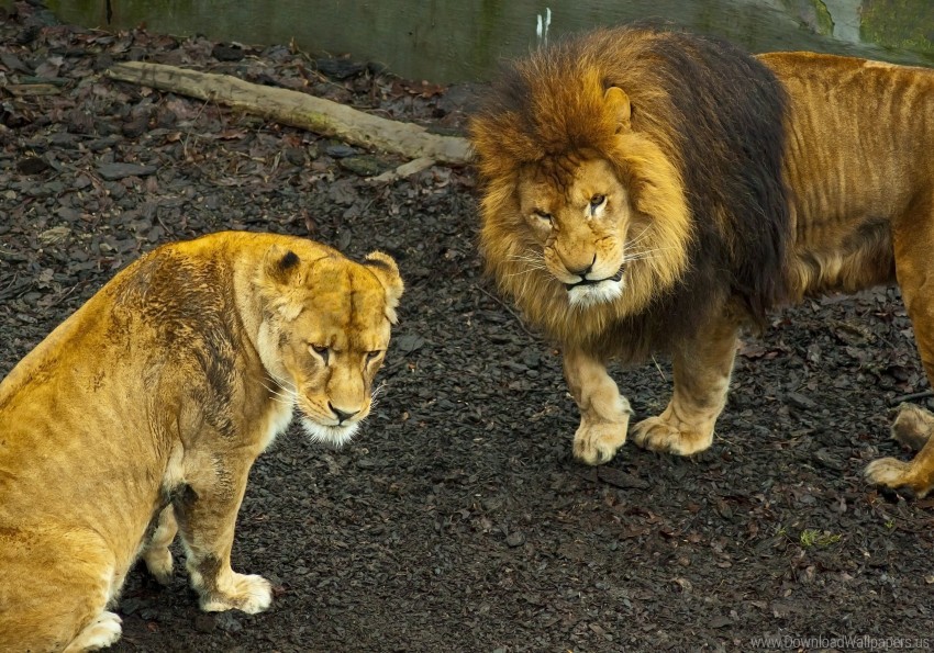 Lion Lioness Predator Walk Wallpaper Background Best Stock Photos