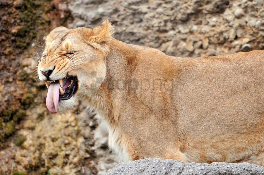 Lion Lioness Snout Teeth Wallpaper Background Best Stock Photos