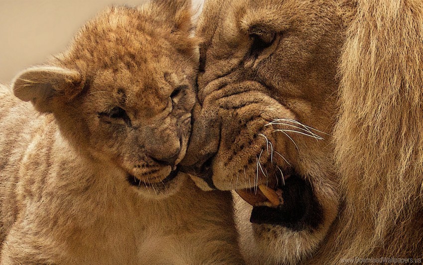 lion, cub, wildlife, animal family, nature, big cats, parental care