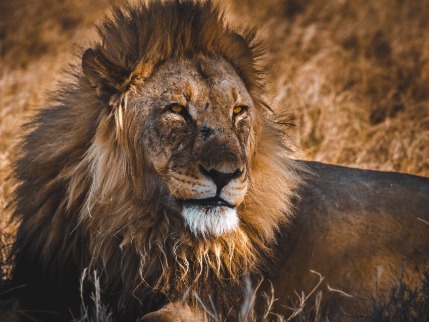 lion, predator, big cat, king of beasts, wildlife