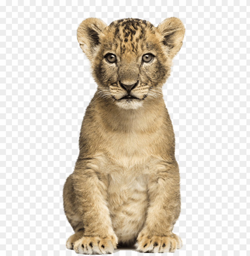 lioncub nala - cb editing png animal PNG image with transparent background  | TOPpng