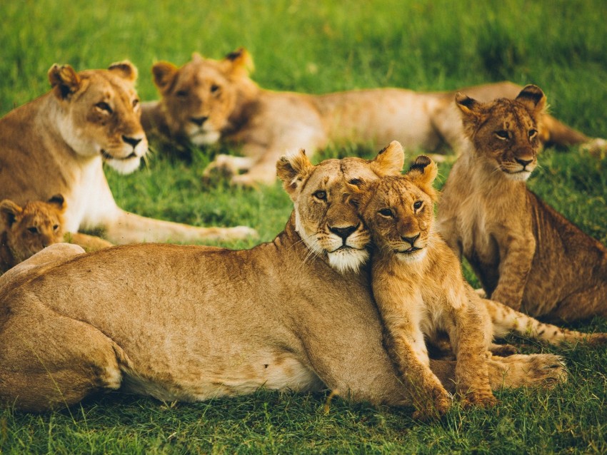 lioness, lion cub, big cats, family, pack, predators, wildlife
