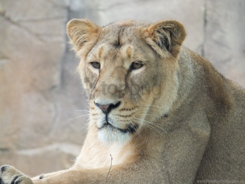 lioness look muzzle predator wallpaper background best stock photos - Image ID 160173