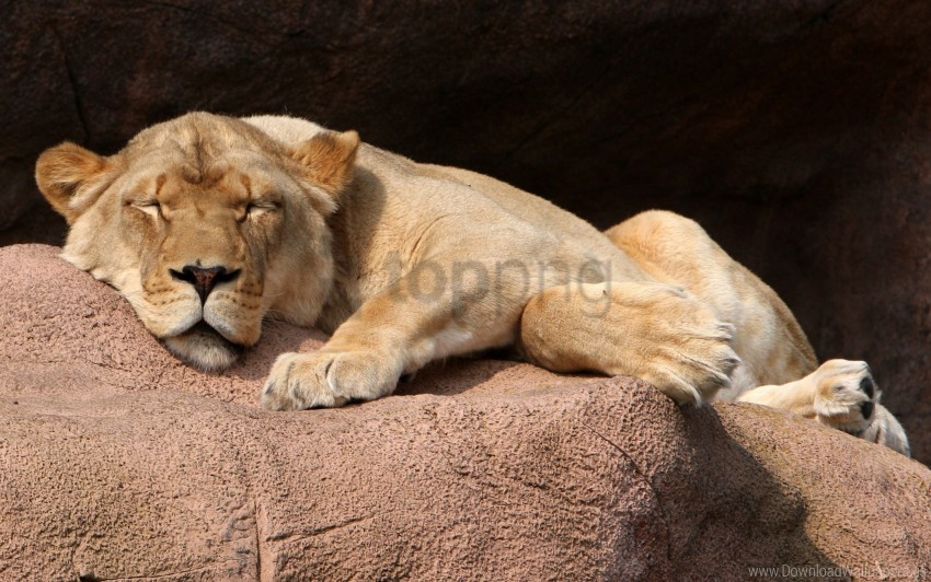 lioness lying stone wallpaper background best stock photos - Image ID 160795