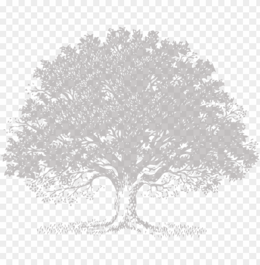 Live Svg Royalty Free Stock Techflourish Collections Black Oak Tree Logo Png Image With Transparent Background Toppng