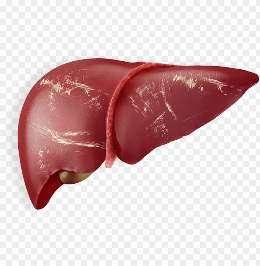 Liver Png F&iacute;gado PNG Image With Transparent Background
