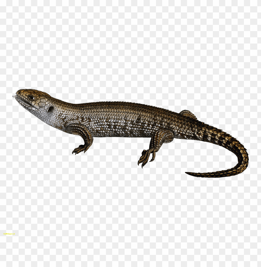 lizard png images background - Image ID 36002