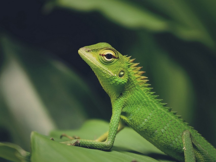 lizard, green lizard, reptile, macro, green