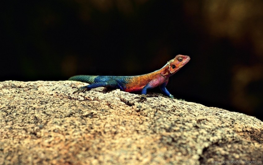 lizard macro reptile rock wallpaper background best stock photos - Image ID 160533