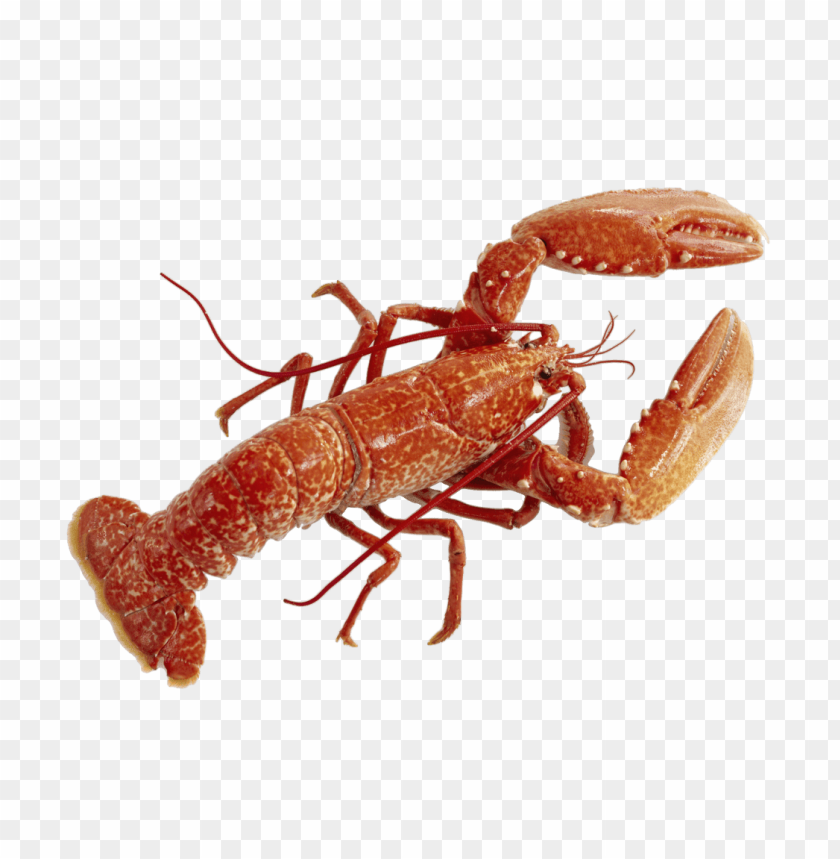 free PNG Download lobster png images background PNG images transparent