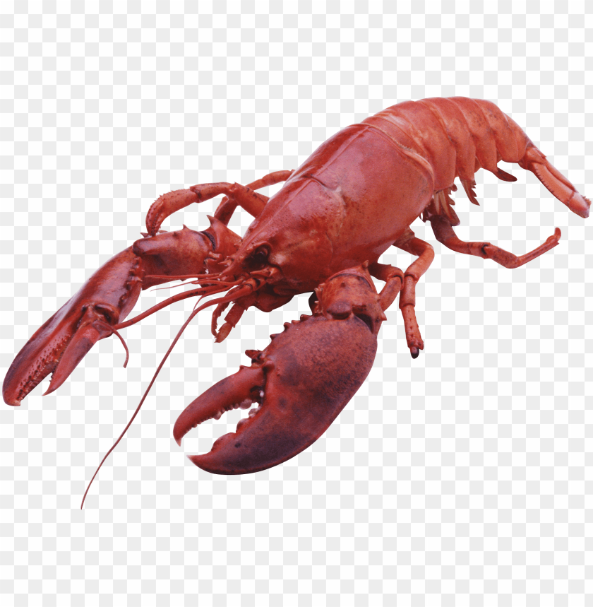 Download lobster large front png images background@toppng.com