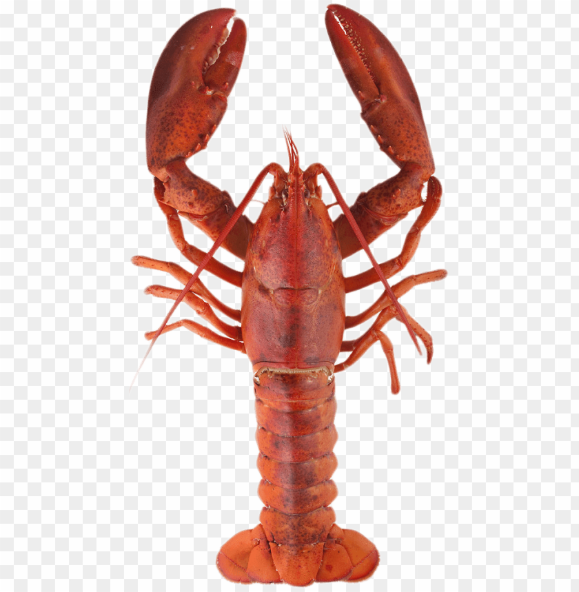 Download lobster top png images background@toppng.com