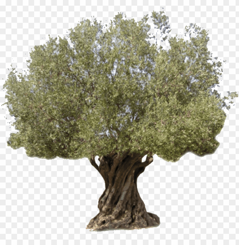 logo - olive trees usa PNG image with transparent background@toppng.com