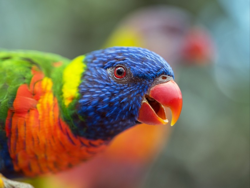 loriini, parrot, bird, rainbow, beak