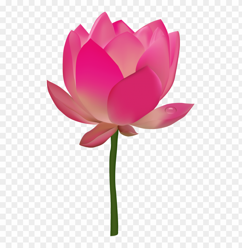 
flower
, 
lotus
