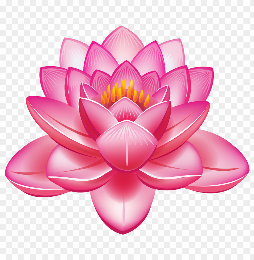 flower, lotus
