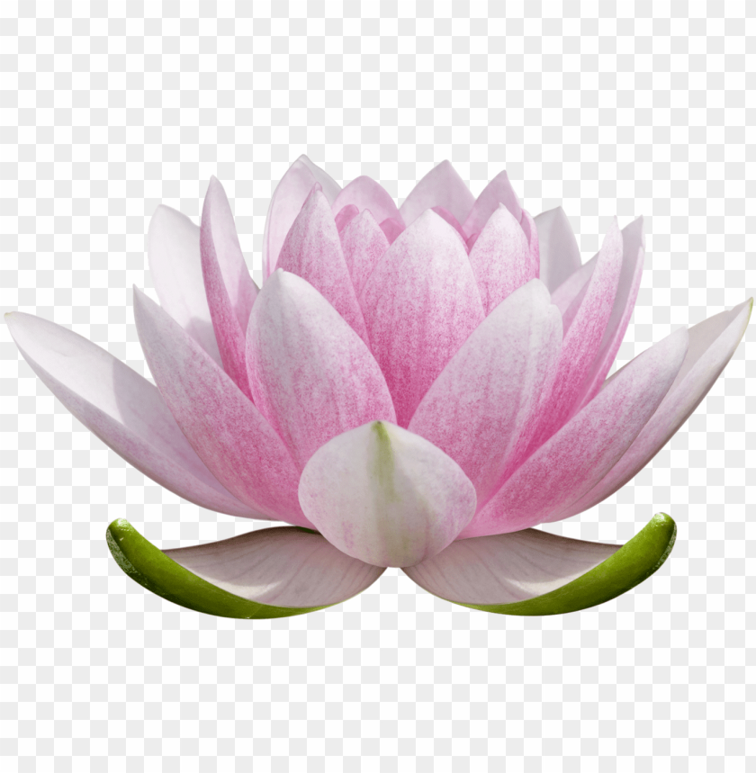 Lotus Flower Transparent Background PNG Image With Transparent Background |  TOPpng