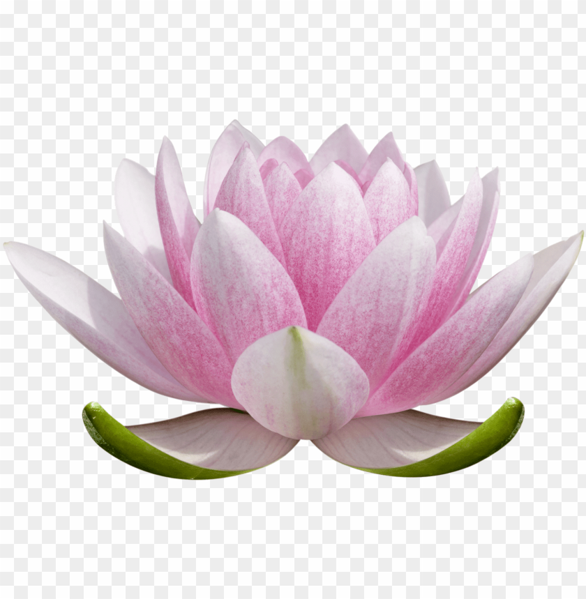 Lotus Flower Transparent Background Png Image With Transparent Background Toppng