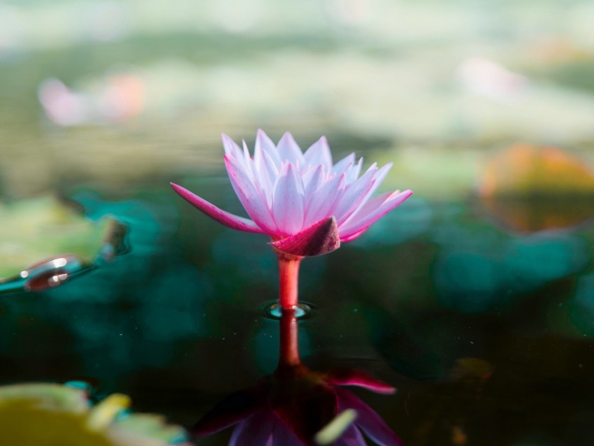lotus, flower, water, pink, blur
