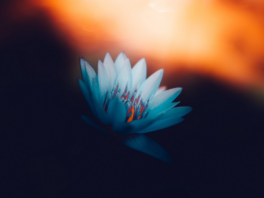 lotus, petals, bloom, light