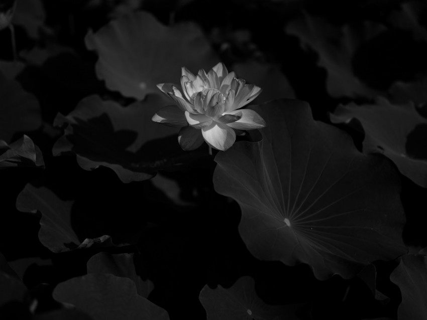 lotus, water lily, bw, flower, dark