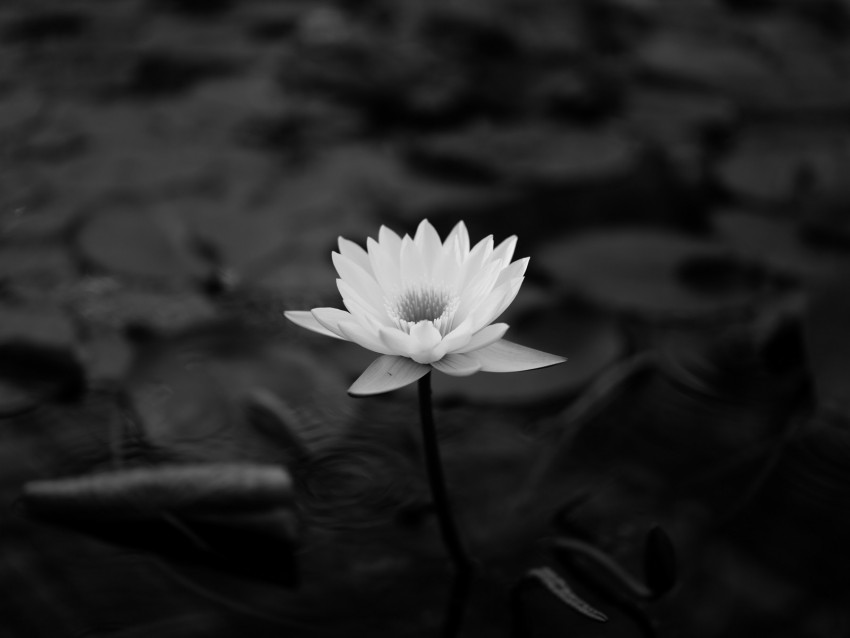 lotus, water lily, bw, leaves