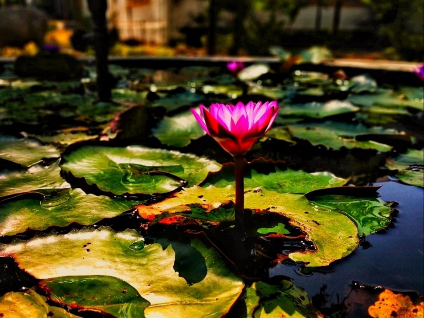 lotus, water lily, flower, water, leaves