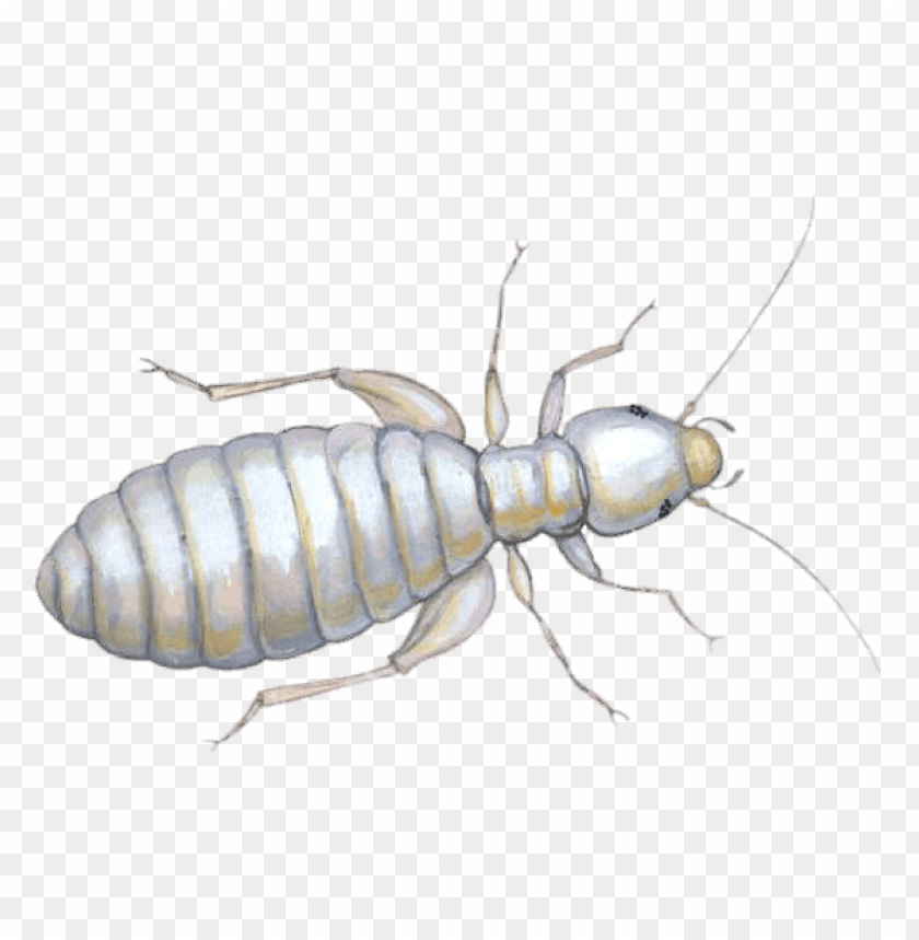 animals, insects, lice, louse illustration, 