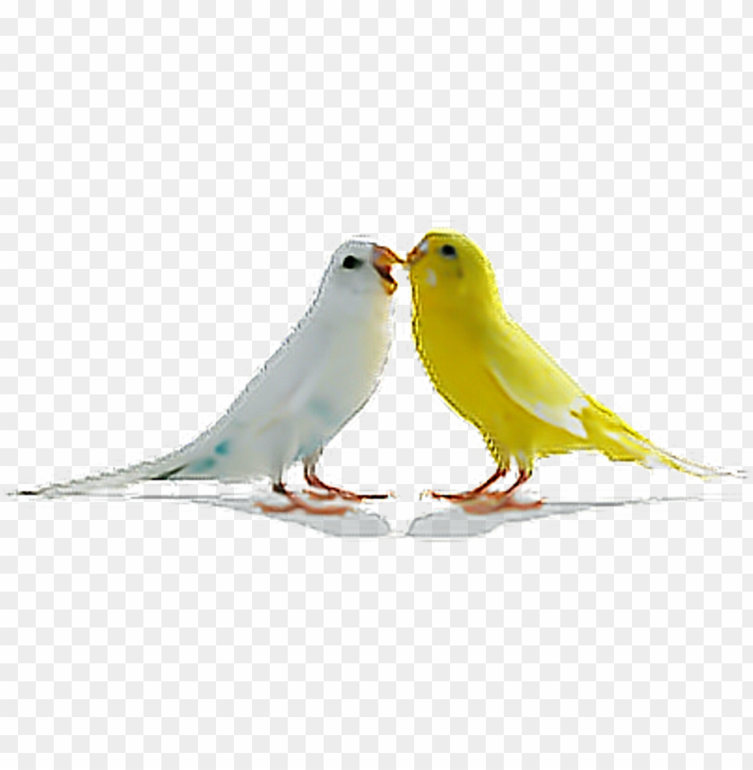 tumblr transparent love, birds flying, angry birds, flock of birds, tumblr, flowers tumblr