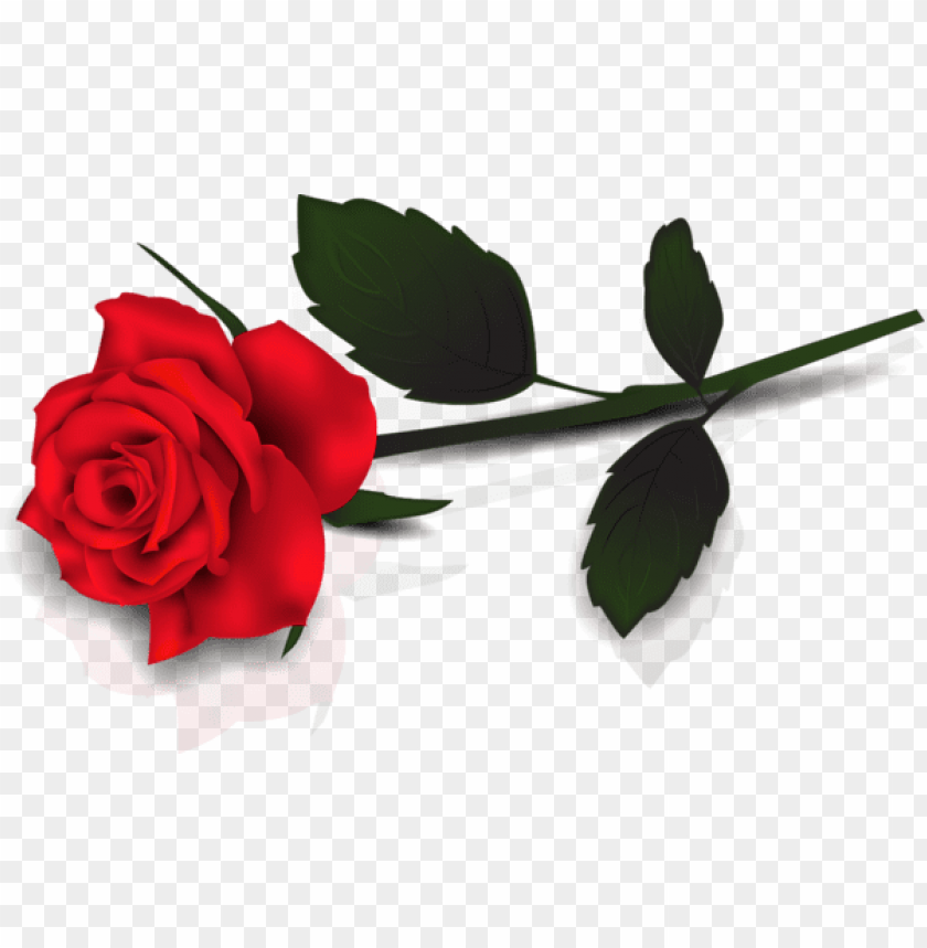 lovely transparent red rose