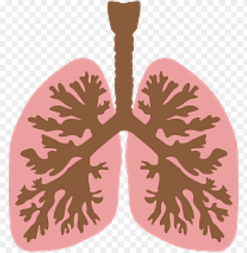 people, organs, lungs, organs