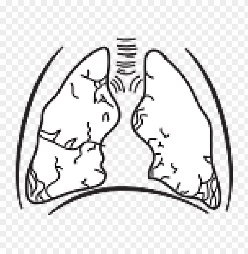 people, organs, lungs, organs