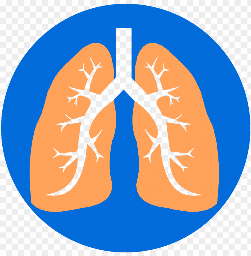Lungs - Lu PNG Transparent With Clear Background ID 219553 | TOPpng