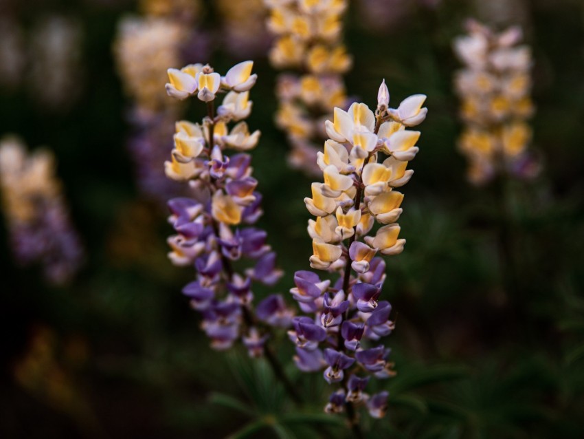 lupine, flowers, inflorescences, bloom, plant