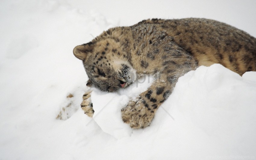 free PNG lying, playful, snow, snow leopard wallpaper background best stock photos PNG images transparent