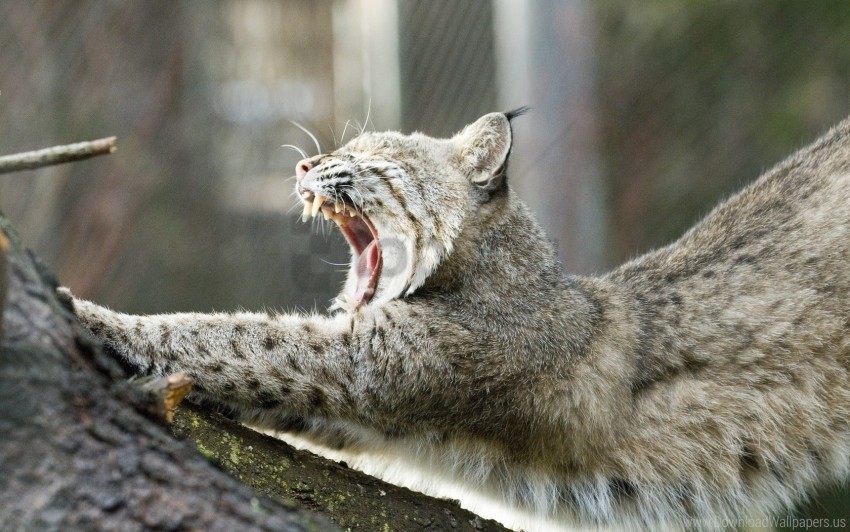 Lynx Mouth Tree Yawning Wallpaper Background Best Stock Photos