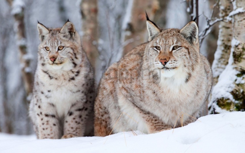 free PNG lynx, sit, snow, snow leopard wallpaper background best stock photos PNG images transparent