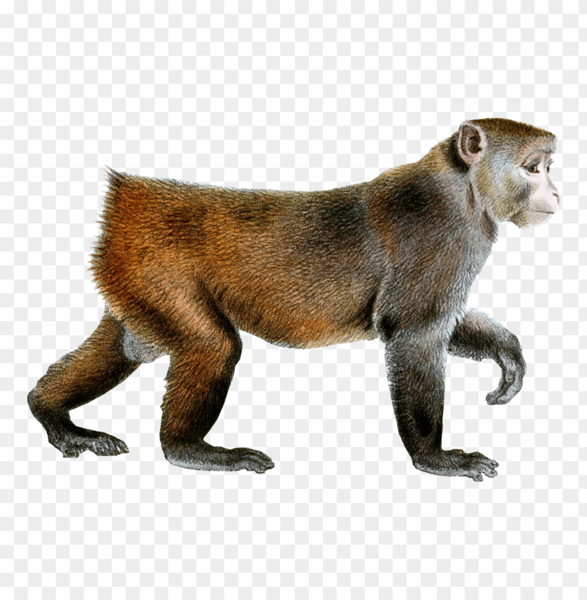 macaque,animals
