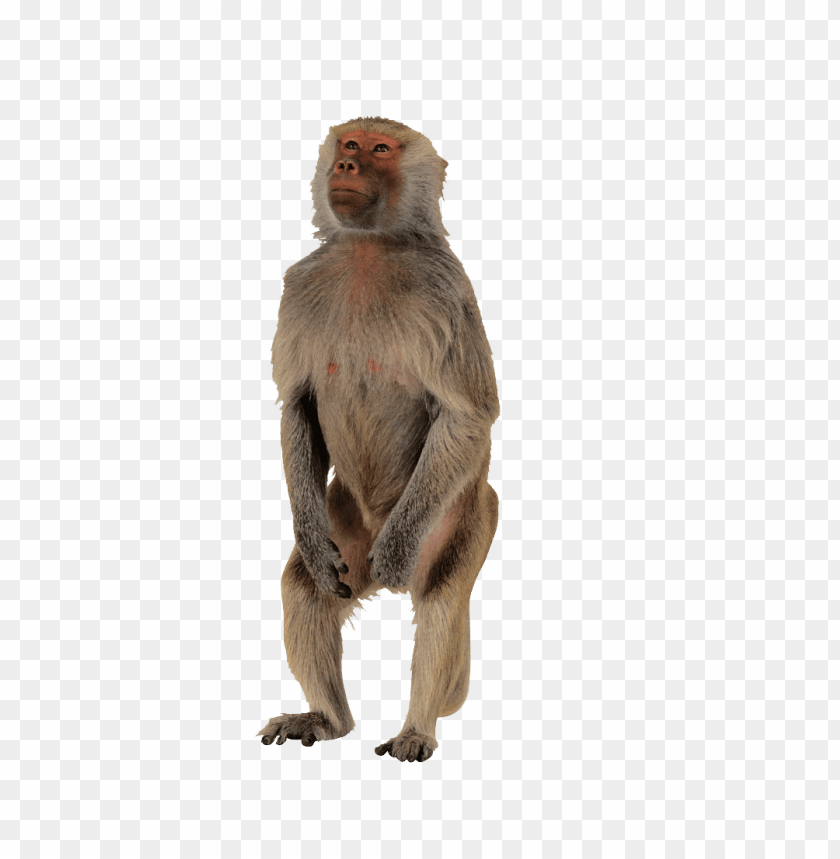 macaque,animals